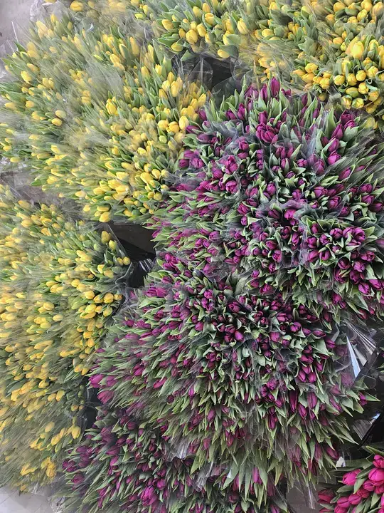 Antalya’nın Gururu Suda Laleler Kadınlar Günü'ne Hazır 6